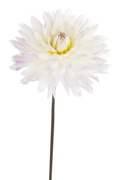 Dahlia — Stockfoto