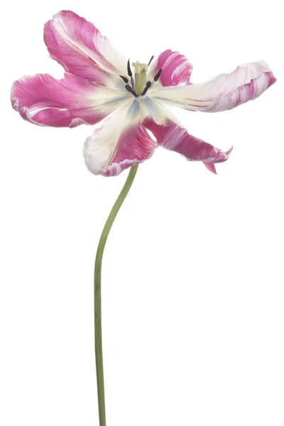 Tulip — Stock Photo, Image