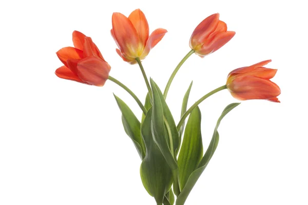 Tulip — Stock Photo, Image