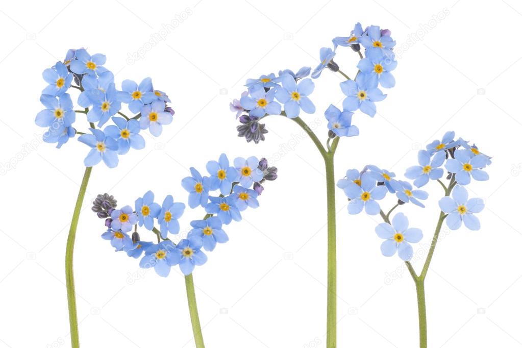 forget me not