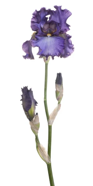 Iris — Stock fotografie