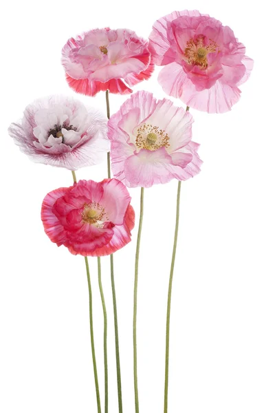 Papaver — Stockfoto