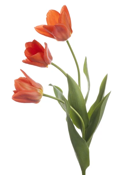 Tulpe — Stockfoto