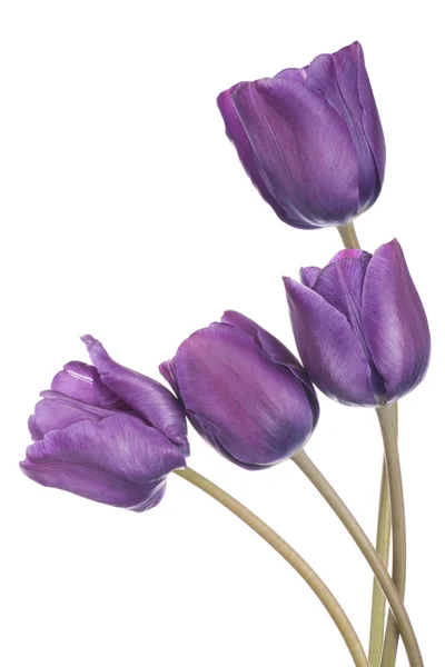 Tulp — Stockfoto