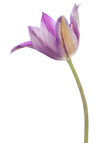 Tulipa — Fotografia de Stock