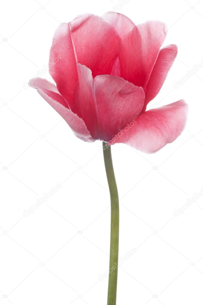 tulip