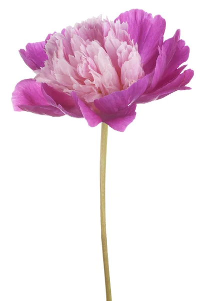 Peonia — Foto Stock