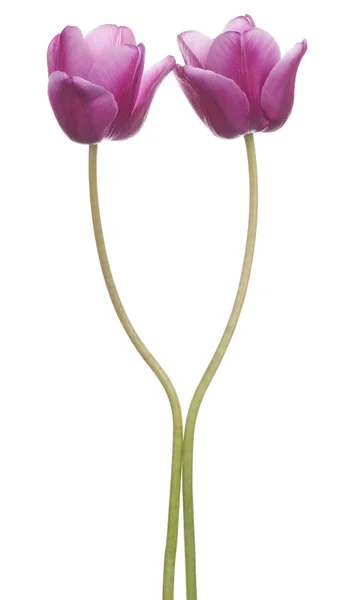 Tulipano — Foto Stock