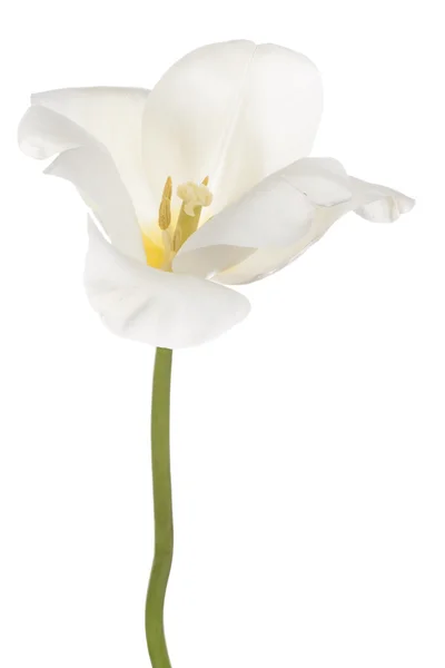 Tulipa — Fotografia de Stock