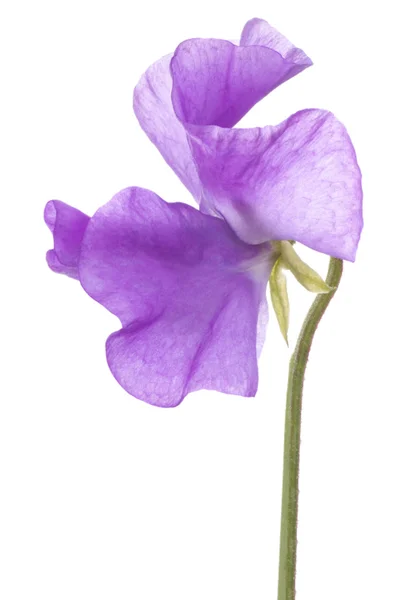 Sweet pea — Stockfoto