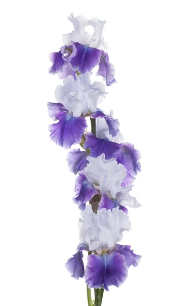 Iris. — Foto Stock