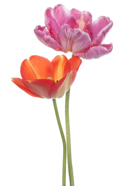 Tulip — Stock Photo, Image