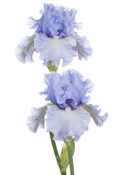 Iris — Stock Photo, Image