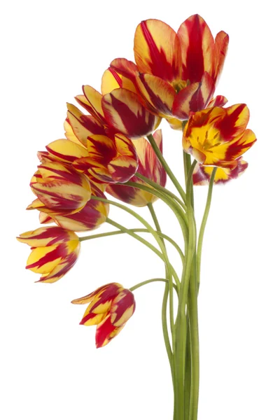 Tulp — Stockfoto