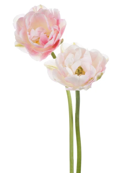 Tulip — Stock Photo, Image