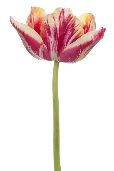 Tulpe — Stockfoto