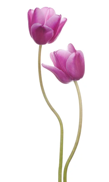 Tulipa Imagem De Stock