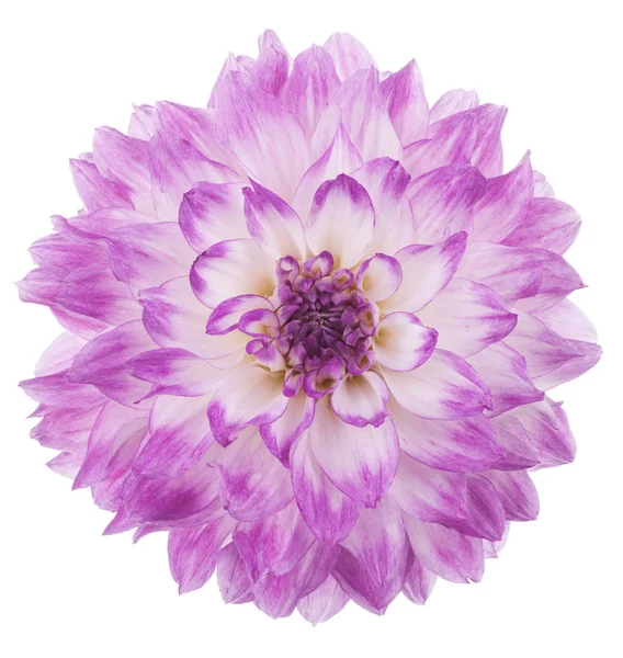 Dahlia — Stockfoto