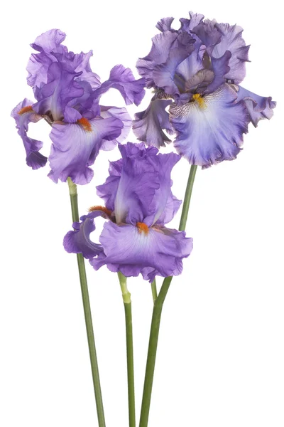 Iris. —  Fotos de Stock