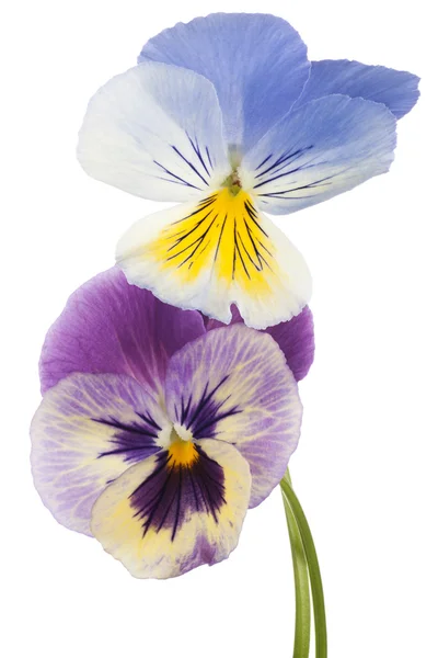 Pansy — Stock Photo, Image