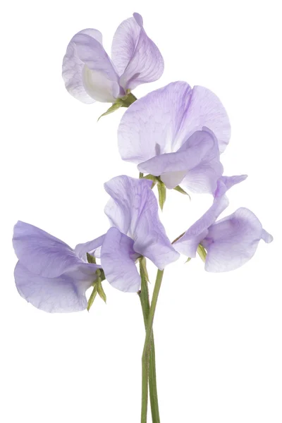 Sweet pea — Stock Photo, Image