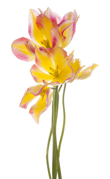 Tulp — Stockfoto