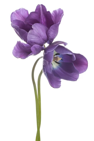 Tulip — Stock Photo, Image