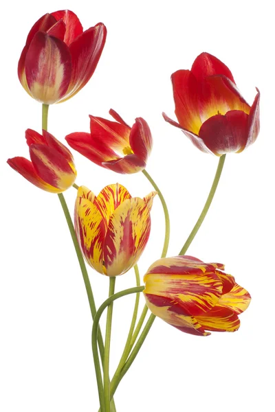 Tulip — Stock Photo, Image