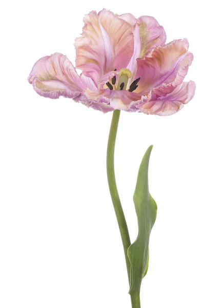 Tulpe — Stockfoto