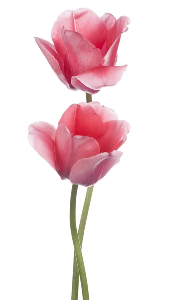 Tulp — Stockfoto