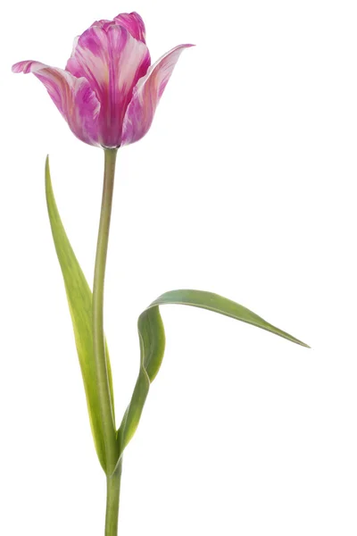 Tulipano — Foto Stock