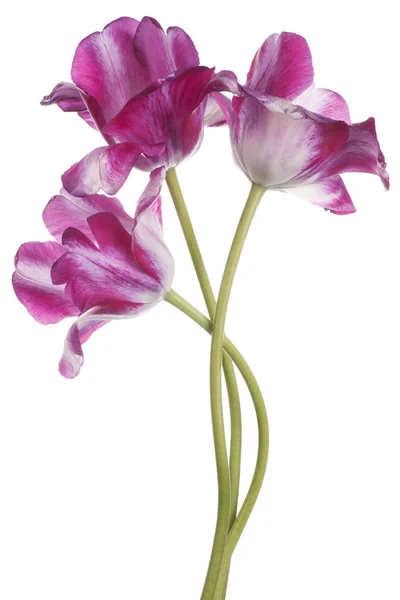 Tulip — Stock Photo, Image