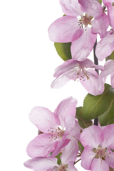 Apple blossom — Stock Photo, Image