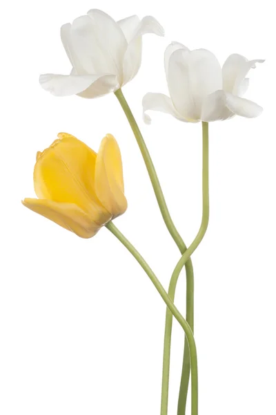 Tulipano — Foto Stock