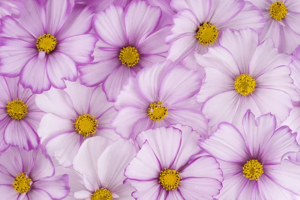 Cosmos flower — Stock Photo, Image