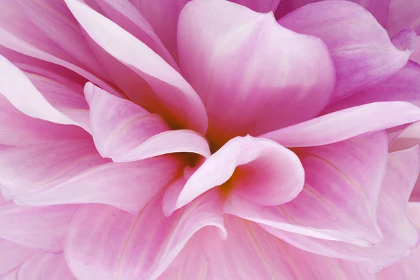 Dahlia — Stockfoto