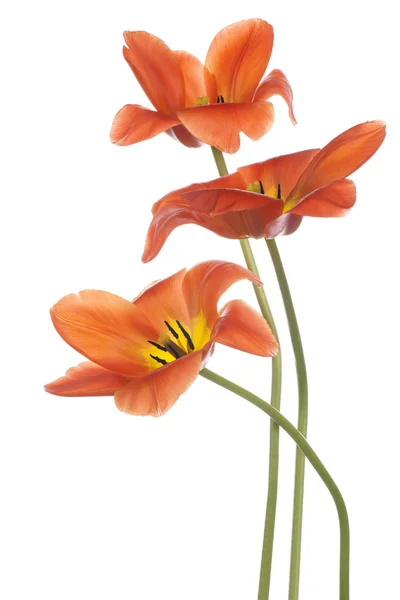 Tulip Стокова Картинка