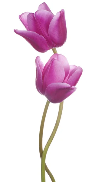 Tulpe — Stockfoto