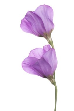 Eustoma