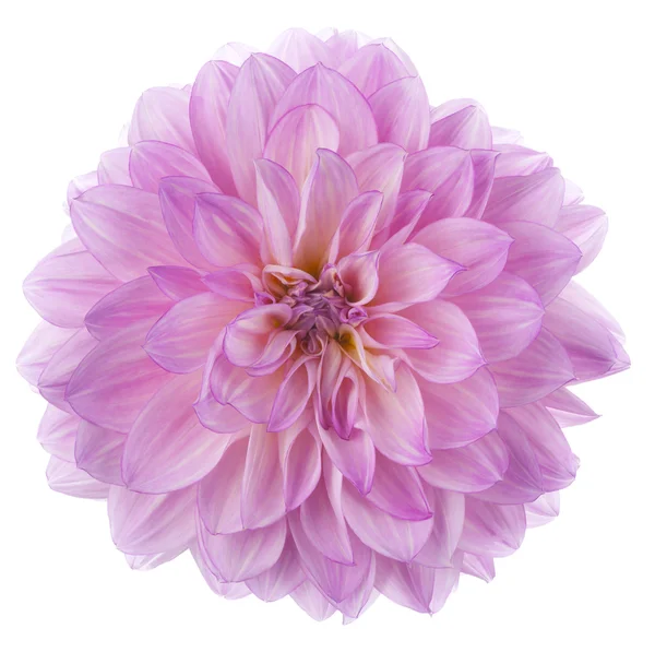 Dahlia — Stockfoto