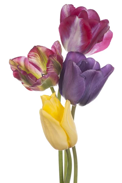 Tulp — Stockfoto