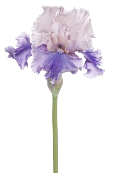 Iris — Stock fotografie