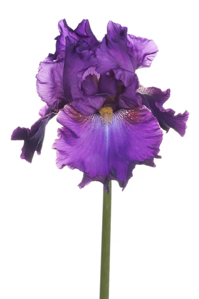 Iris — Stockfoto