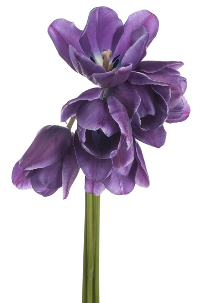 Tulipano — Foto Stock