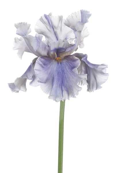 Iris. —  Fotos de Stock