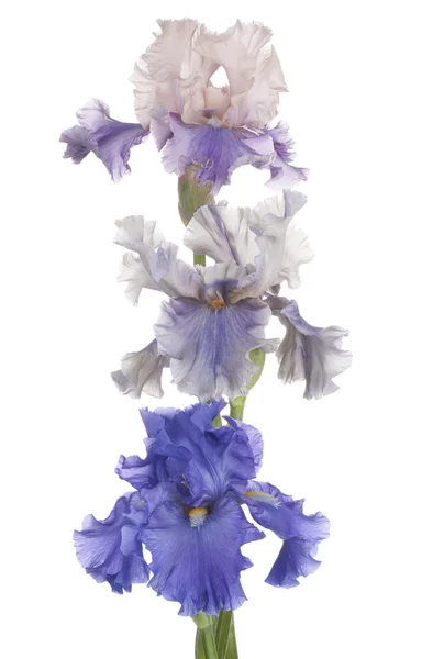 Iris — Stockfoto