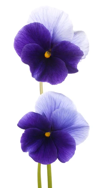 Pansy. —  Fotos de Stock