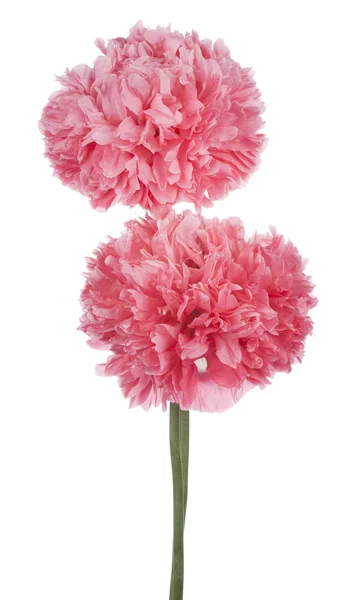 Poppy — Stock Photo, Image