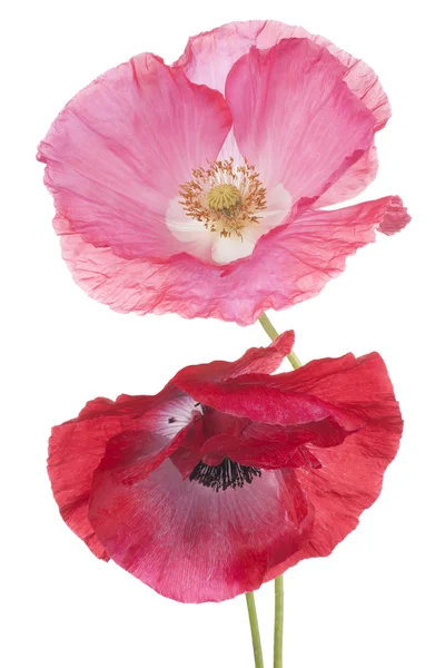 Poppy — Stock Photo, Image