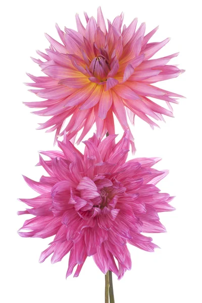 Dahlia — Stock Photo, Image